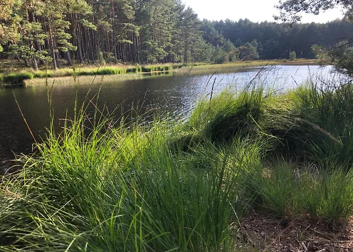 بيت للعطل Mlynska - Drewniany, Caloroczny Dom W Sosnowym Lesie *